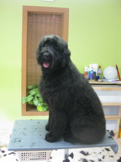 Russische Terrier